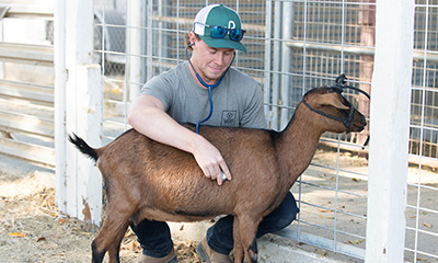 An animal and veterinary science student kneels and uses a stethoscope to listen to a goat's heart.