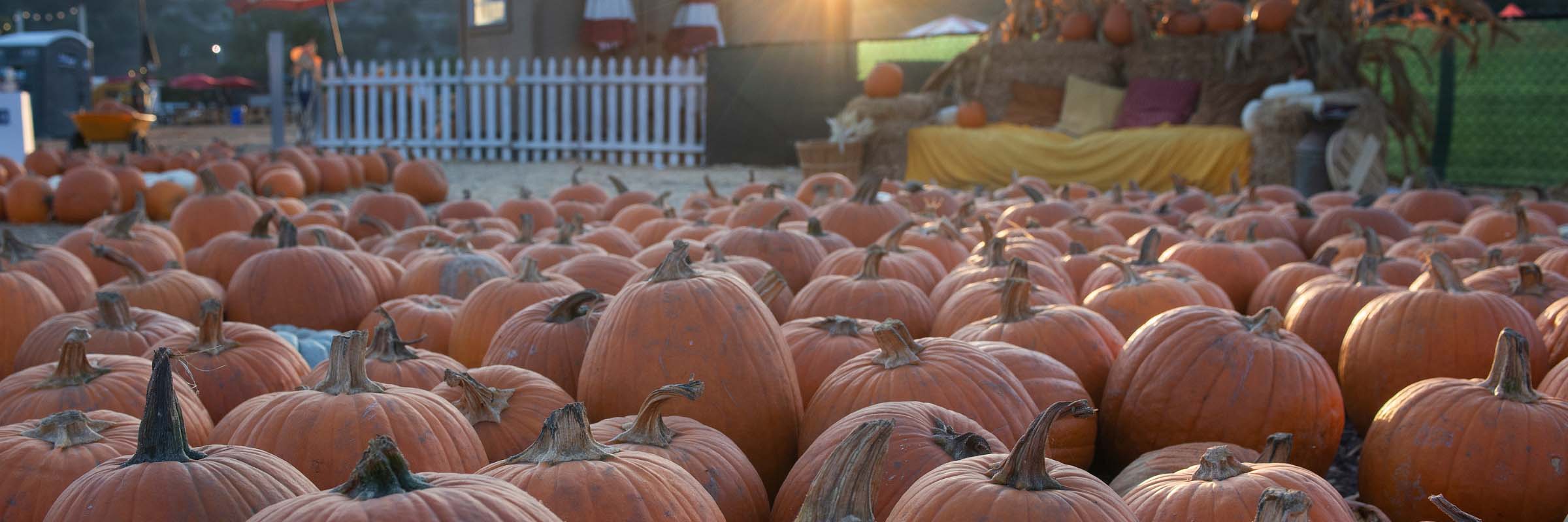 Pumpkin fest