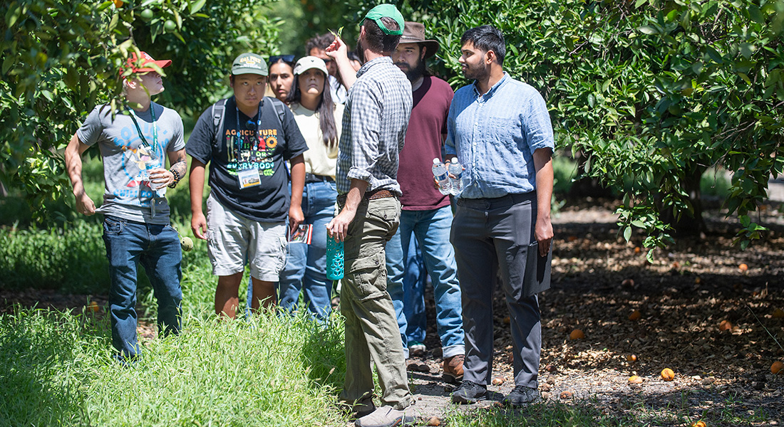 Students walk through orange grove.