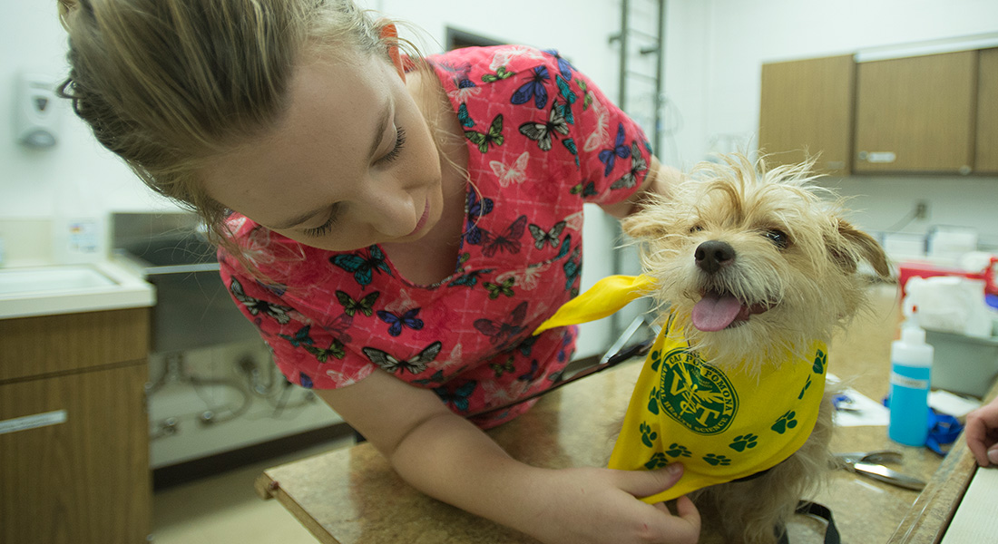 A student puts a bandana on a dog